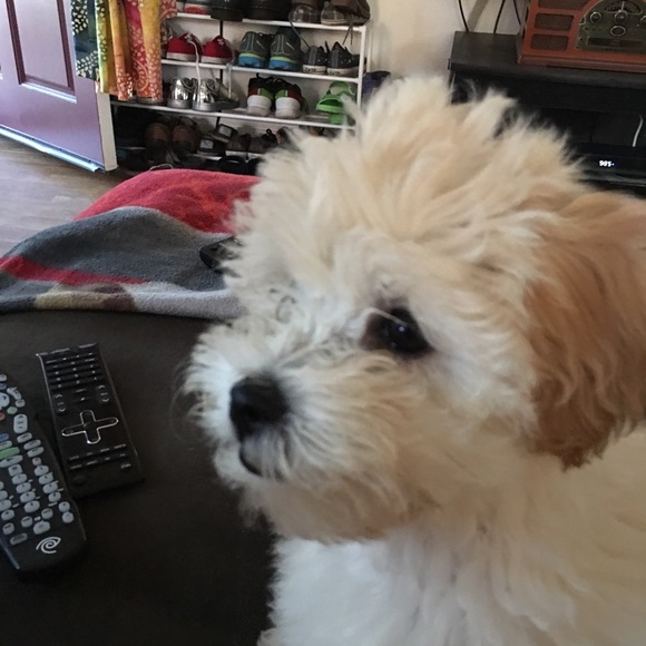 Meet your Posher, Angelle - Picture 6 of 8